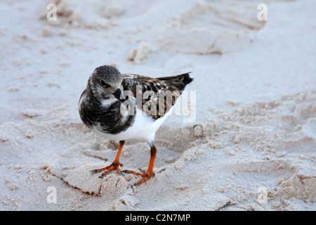 Ruddy Steinwälzer (Arenaria Interpres), Bermuda Stockfoto