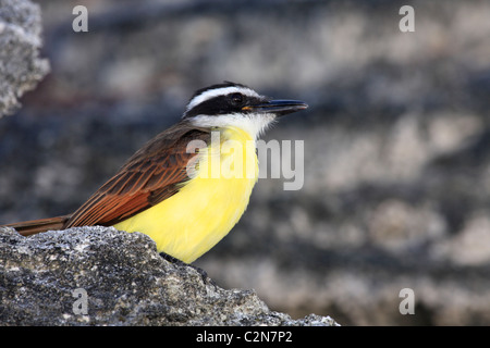 Große Kiskadee (Pitangus Sulphuratus), Bermuda Stockfoto