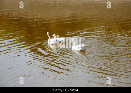 Drei Enten schwimmen Stockfoto