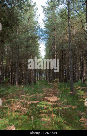 Bracken und Kiefer Bäume in Thetford Forest, Norfolk, England, UK Stockfoto