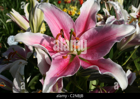 Rosa und weiße Lilie Blume genommen In Formby, Merseyside, UK Stockfoto