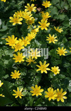 Kleinen Schöllkraut Ranunculus Ficaria an die Spinnies Nature Reserve, Wales, UK Stockfoto