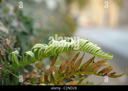 Maisöl, Polypodium vulgare Stockfoto