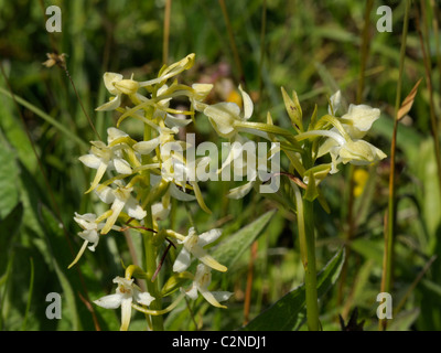 Platanthera Chlorantha und Doppelblätter, Lessaer und größere Schmetterling Orchideen zusammen Stockfoto