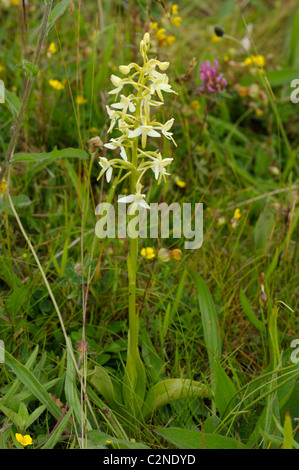 Geringerem Schmetterlings-Orchidee, Platanthera bifolia Stockfoto