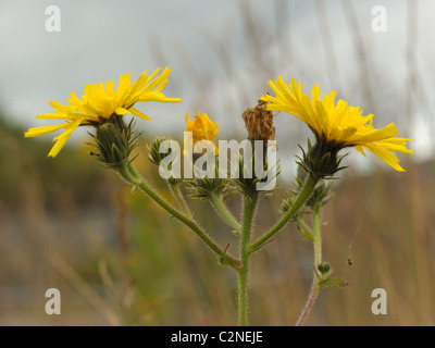 Habichtskraut Habichtsbitterkraut, Picris hieracioides Stockfoto