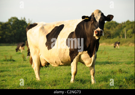 Friesische Milch-Kuh im Feld Stockfoto