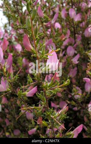 Stacheligen Restharrow, Ononis spinosa Stockfoto