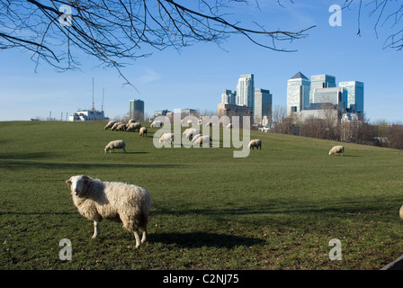 Schafherde im Mudchute Park und Bauernhof vor Canary Wharf, Docklands, Isle of Dogs, London, E14, England Stockfoto