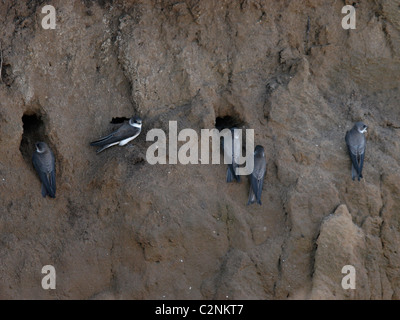 Uferschwalbe Riparia Riparia Vorbereitung Verschachtelung Löcher, Cornwall, UK Stockfoto