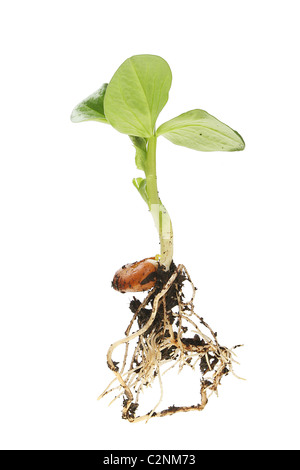 Saubohne Sämling zur Veranschaulichung Samen, schießen, Blätter und Wurzeln Stockfoto