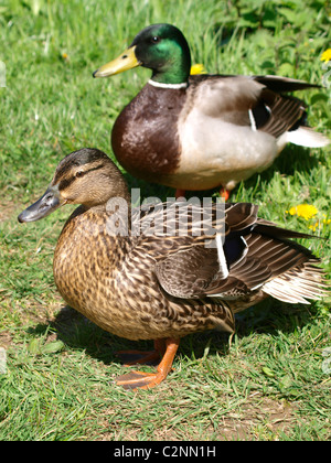 Männliche und weibliche Mallard Enten, Anas Platyrhynchos, UK Stockfoto