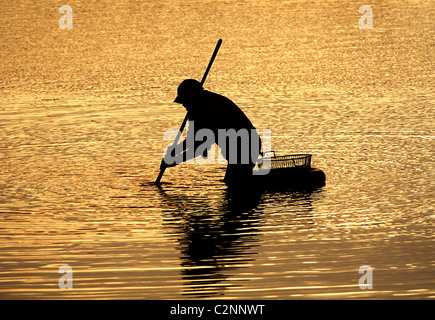 Mann mit Hilfe einer Muschel Rechen und eine schwimmende Korb clamming. Stockfoto