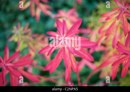 Euphorbia Griffithii 'Fireglow' Stockfoto