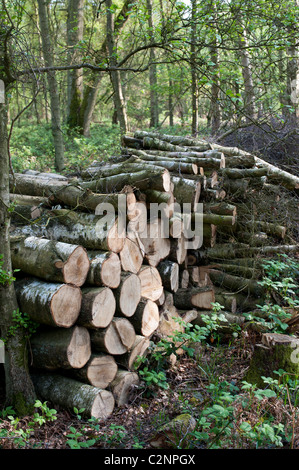 Stapel von gehackten Bäume in einem Wald für eine Wildlife Habitat links. Oxfordshire, UK Stockfoto