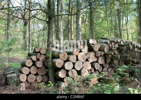 Stapel von gehackten Bäume in einem Wald für eine Wildlife Habitat links. Oxfordshire, UK Stockfoto