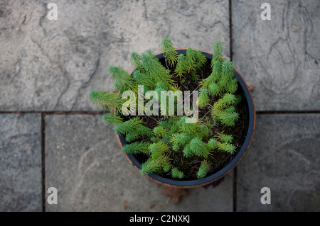 Euphorbia Cyparissias 'Fens Ruby' Stockfoto