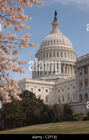 Das Kapitolgebäude umrahmt von Kirsche von Frühlingsblüten in Washington, DC. Stockfoto