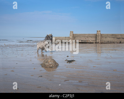 Hund am Strand Stockfoto