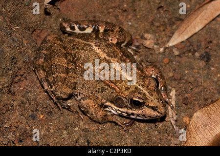 Iberische Pool Frosch - Rana Perezi, Algarve Portugal Stockfoto