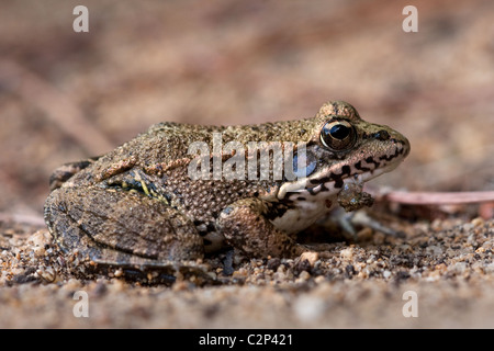 Iberische Pool Frosch - Rana Perezi, Algarve Portugal Stockfoto