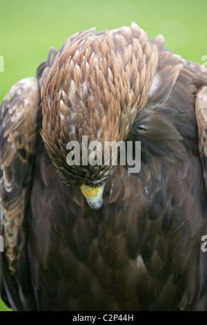Nahaufnahme des schottischen [Steinadler] [Aquila Chrysaetos] Kopf zeigt, wie es seine Brust Federn mit seinem Schnabel preens Stockfoto