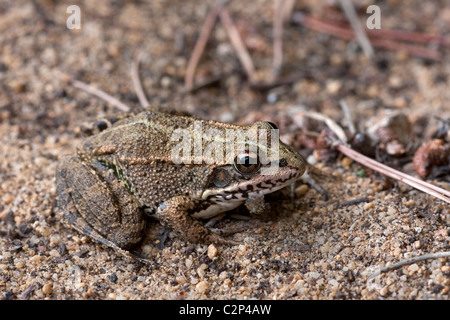 Iberische Pool Frosch - Rana Perezi, Algarve Portugal Stockfoto