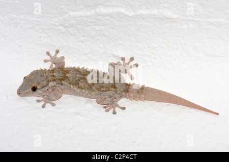 Maurischer Gecko regenerierte Schwanz - Tarentola Mauritanica, Algarve Portugal Stockfoto