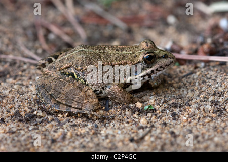 Iberische Pool Frosch - Rana Perezi, Algarve Portugal Stockfoto