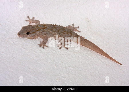 Maurischer Gecko regenerierte Schwanz - Tarentola Mauritanica, Algarve Portugal Stockfoto