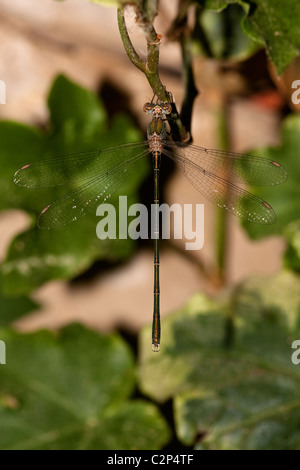 Weide Emerald Damselfly - Lestes Viridis, Algarve Portugal Stockfoto