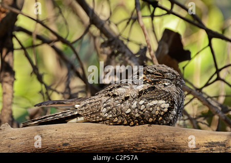 Graue Ziegenmelker im Gir National park Stockfoto