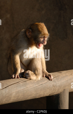 Baby Berberaffe sitzen auf Holzzaun Kreischen Stockfoto