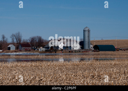 Ein Bauernhof im südlichen Quebec mit Schneegänse. Stockfoto