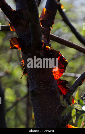 Hinterleuchtete abblätternde Rinde an einem Baum im Zentrum von Edinburgh, Schottland. Stockfoto