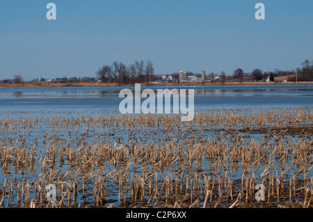 Überfluteten Kornfelder sind eine vorübergehende Ruhe Platz für Tausende von Schneegänsen migrieren Norden im Frühjahr. Stockfoto