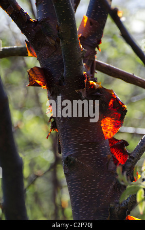 Hinterleuchtete abblätternde Rinde an einem Baum im Zentrum von Edinburgh, Schottland. Stockfoto