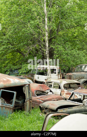 Autos auf Schrottplatz in Natur Einstellung, Schweden Stockfoto