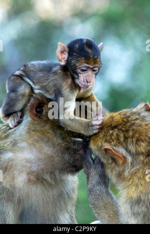 Baby Berberaffe auf Mütter Kopf putzen ein weiteres Makaken Fell für Flöhe sitzen Stockfoto