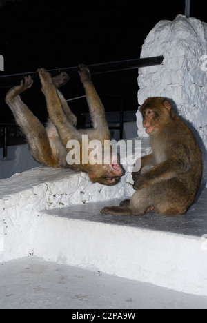 Berberaffen beim Spielen auf den Stufen des touristischen Blick darauf in der Nacht, Felsen von Gibraltar Stockfoto