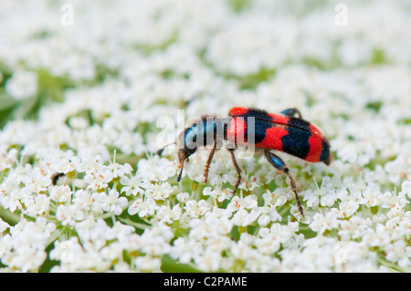 Bienenwolf, Trichodes Apiarius, karierten Bee Käfer Stockfoto