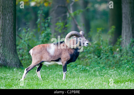 Europäischer Mufflon Ovis Orientalis, männlichen Mufflon Stockfoto