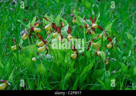 Frauenschuh, Cypripedium Calceolus, Frauenschuh Orchidee Stockfoto
