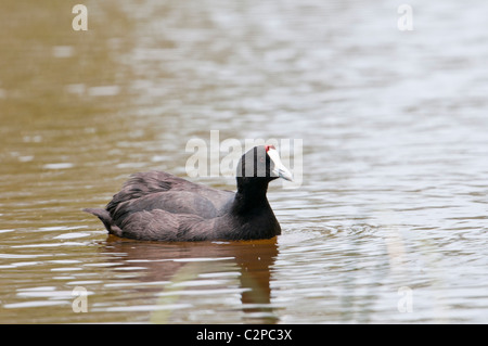 Kammblässhuhn, Fulica Cristata, rot-genoppten Wasserhuhn, Albufera Stockfoto