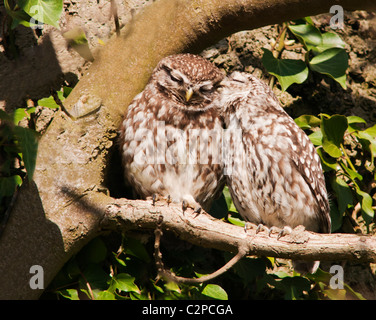 Paar kleine Eulen (Athene Noctua) kuschelte Stockfoto