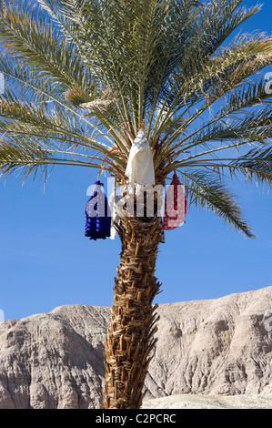 Dattelpalme mit Terminen bedeckt als Schutz gegen Vögel auf China Ranch im Death Valley, CA Stockfoto