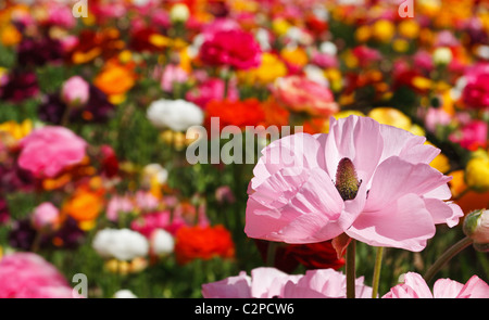 Eine Ranunkel Blüte zählt zu einer Gruppe von bunten Blumen. Stockfoto