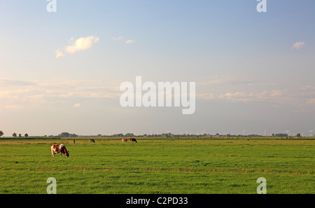 Kühe und Windenergie auf Gebieten der Niederlande, Europa. Stockfoto