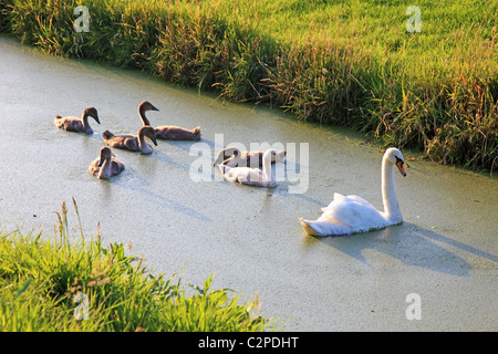 Schwan Familie schwimmen im Wasser in der Nähe von Feld, Netherland, Europa. Stockfoto