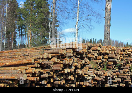 Nadelholz-Protokolle im Wald geschnitten Stockfoto